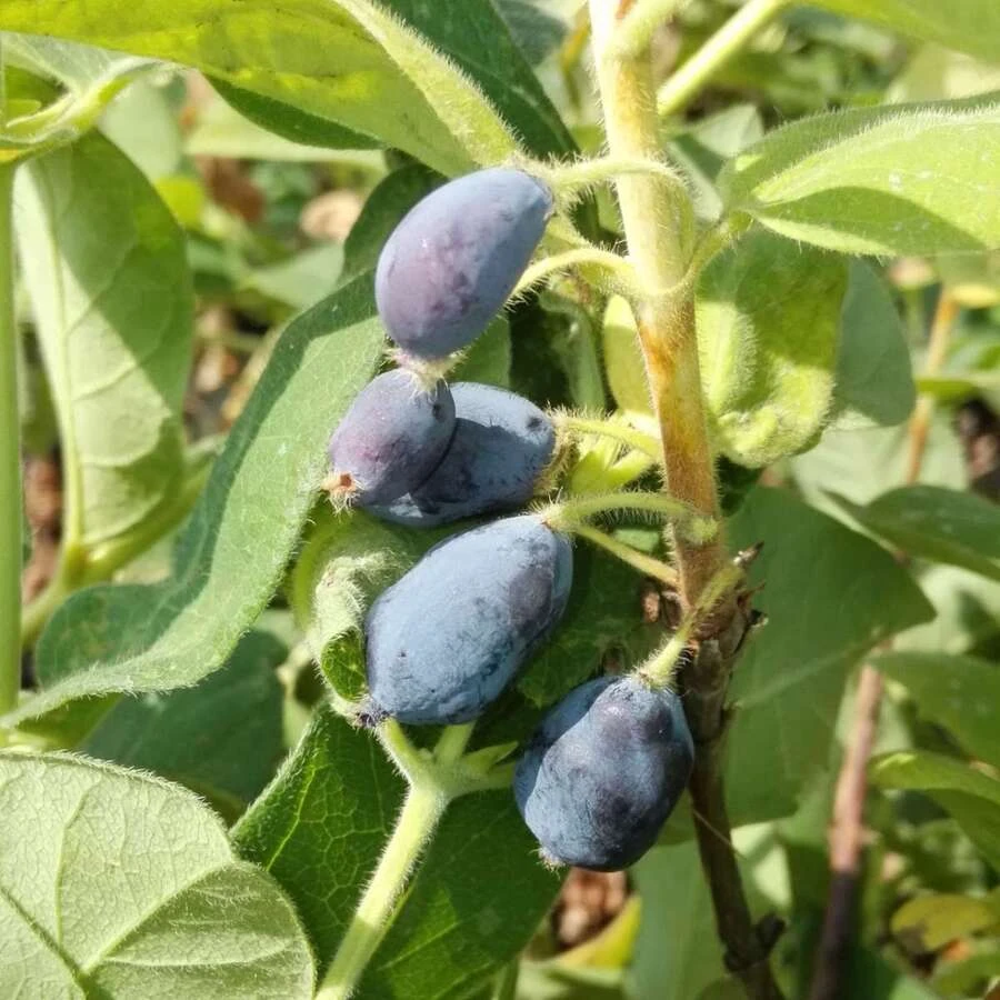 Жимолость камчатская "Блю Велвет" Lonicera 'Blue Velvet'