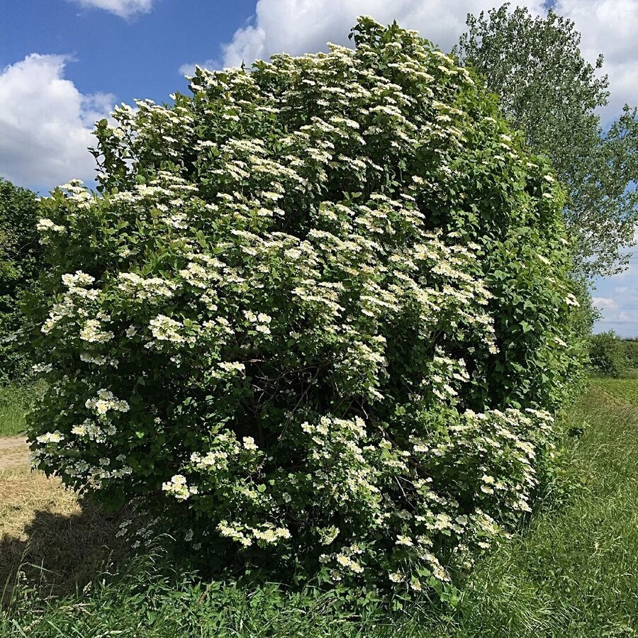 Калина обыкновенная Viburnum opulus