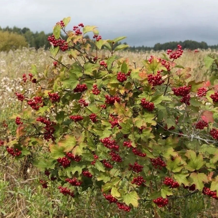 Калина обыкновенная "Вигоровская" Viburnum opulus "Vigorovskaja"