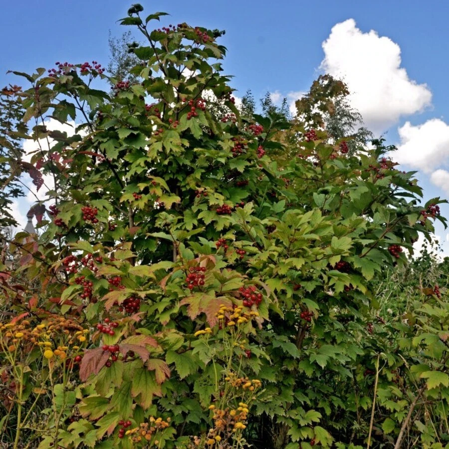 Калина обыкновенная "Жолобовская" Viburnum opulus "Zholobovskaya"