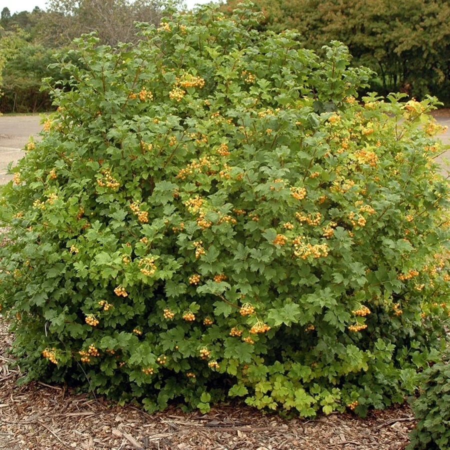 Калина обыкновенная "Ксантокарпум" Viburnum opulus 'Xanthocarpum'