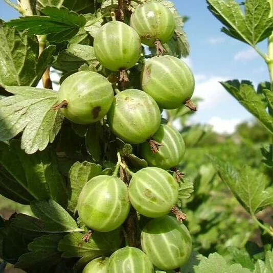 Крыжовник "Берилл" Ribes uva-crispa