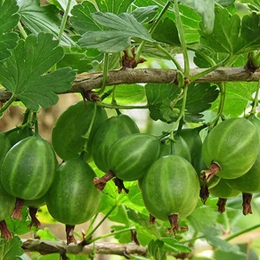 Крыжовник "Уральский виноград" Ribes uva-crispa