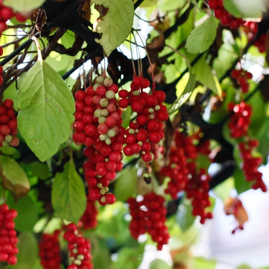 Лимонник китайский Schisandra chinensis