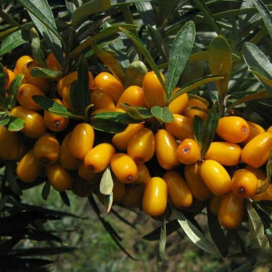 Облепиха "Августина" Hippophae rhamnoides sps.