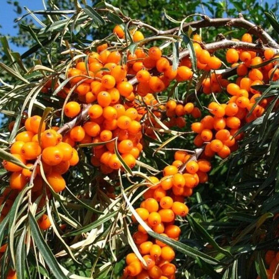Облепиха "Елизавета" Hippophae rhamnoides sps.