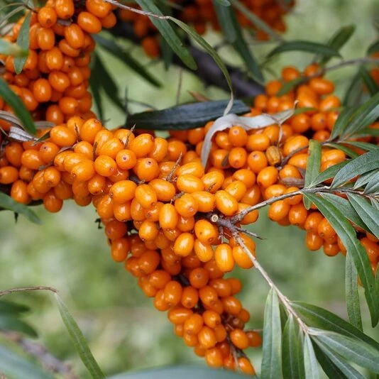 Облепиха "Превосходная" Hippophae rhamnoides sps.