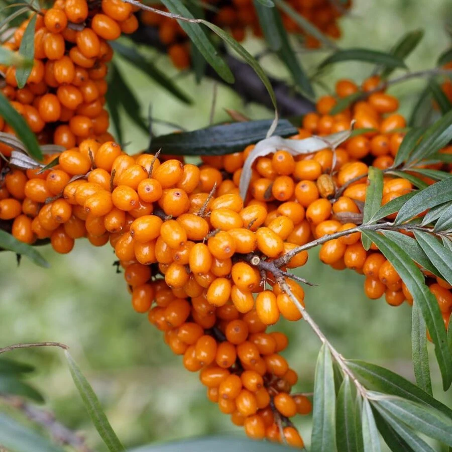Облепиха "Превосходная" Hippophae rhamnoides sps.