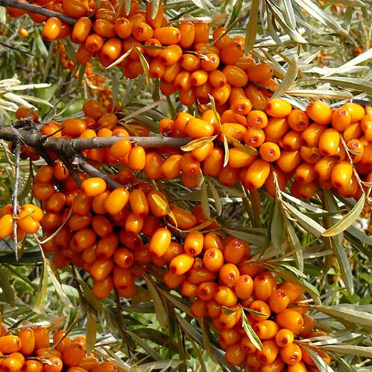 Облепиха "Чечек" Hippophae rhamnoides sps.