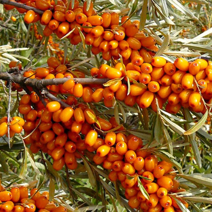 Облепиха "Чечек" Hippophae rhamnoides sps.