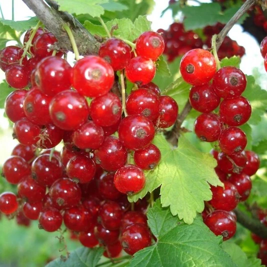 Смородина красная "Натали" Ribes rubrum