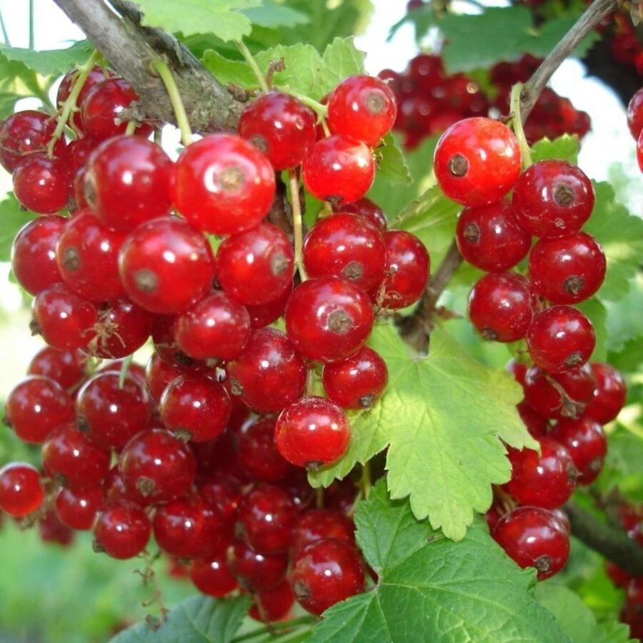 Смородина красная "Натали" Ribes rubrum