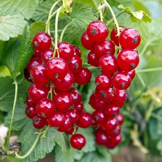 Смородина красная "Ненаглядная" Ribes rubrum