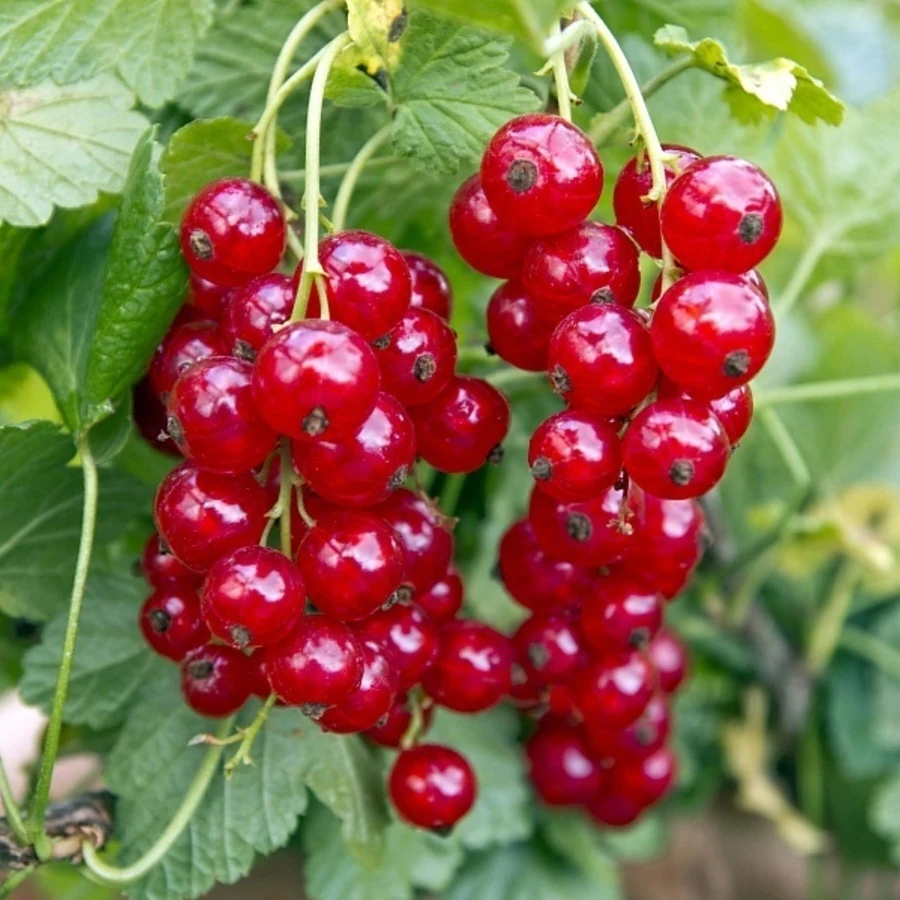 Смородина красная "Ненаглядная" Ribes rubrum
