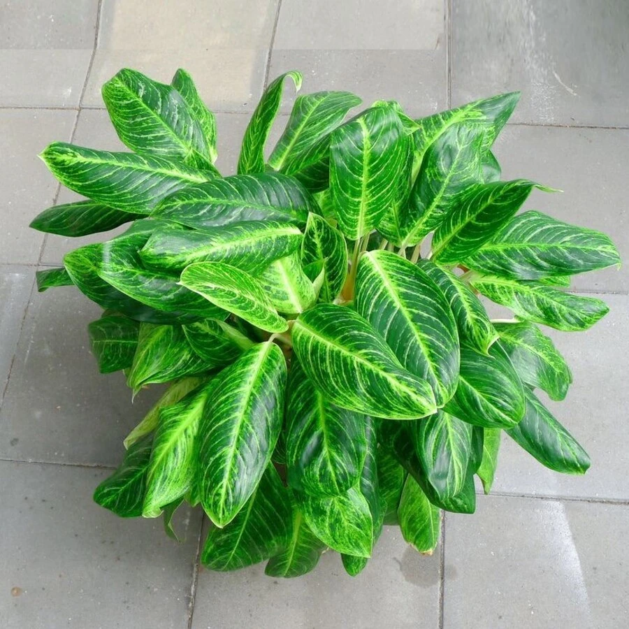 Аглаонема Грин Aglaonema Green