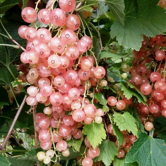 Смородина красная "Розовый жемчуг" Ribes rubrum