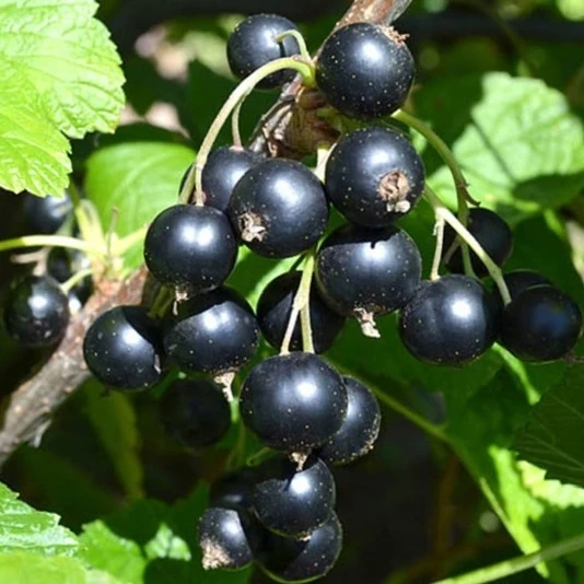 Смородина черная "Вологда" Ribes nigrum