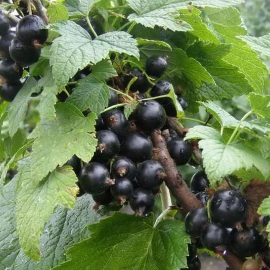 Смородина черная "Лентяй" Ribes nigrum