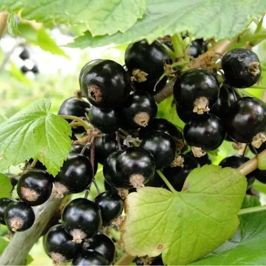 Смородина черная "Селечинская" Ribes nigrum