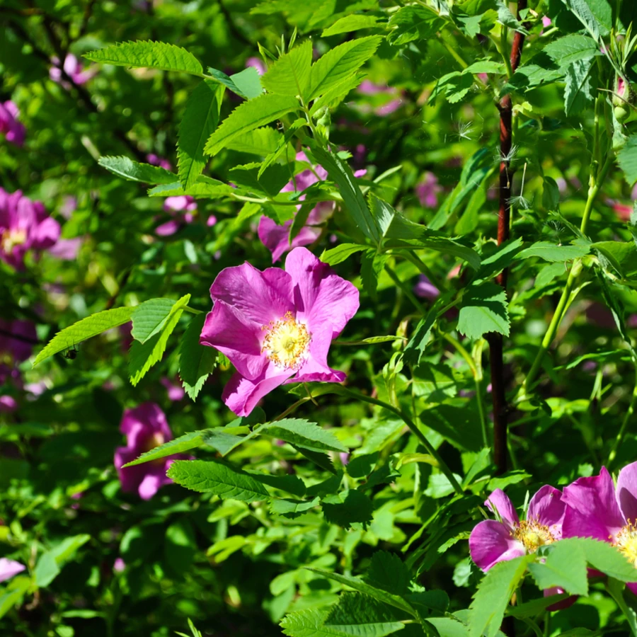 Шиповник «Воронцовский 1» Rosa 'Voroncovskiy 1' 