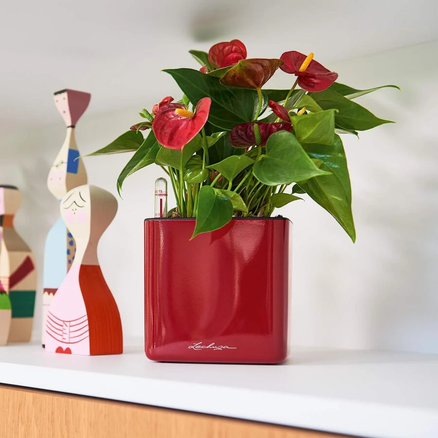 Lechuza Cube Glossy