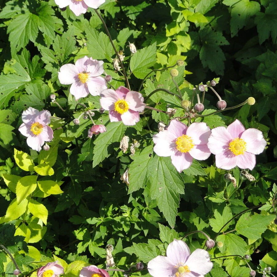 Анемона виноградолистная Anemone vitifolia