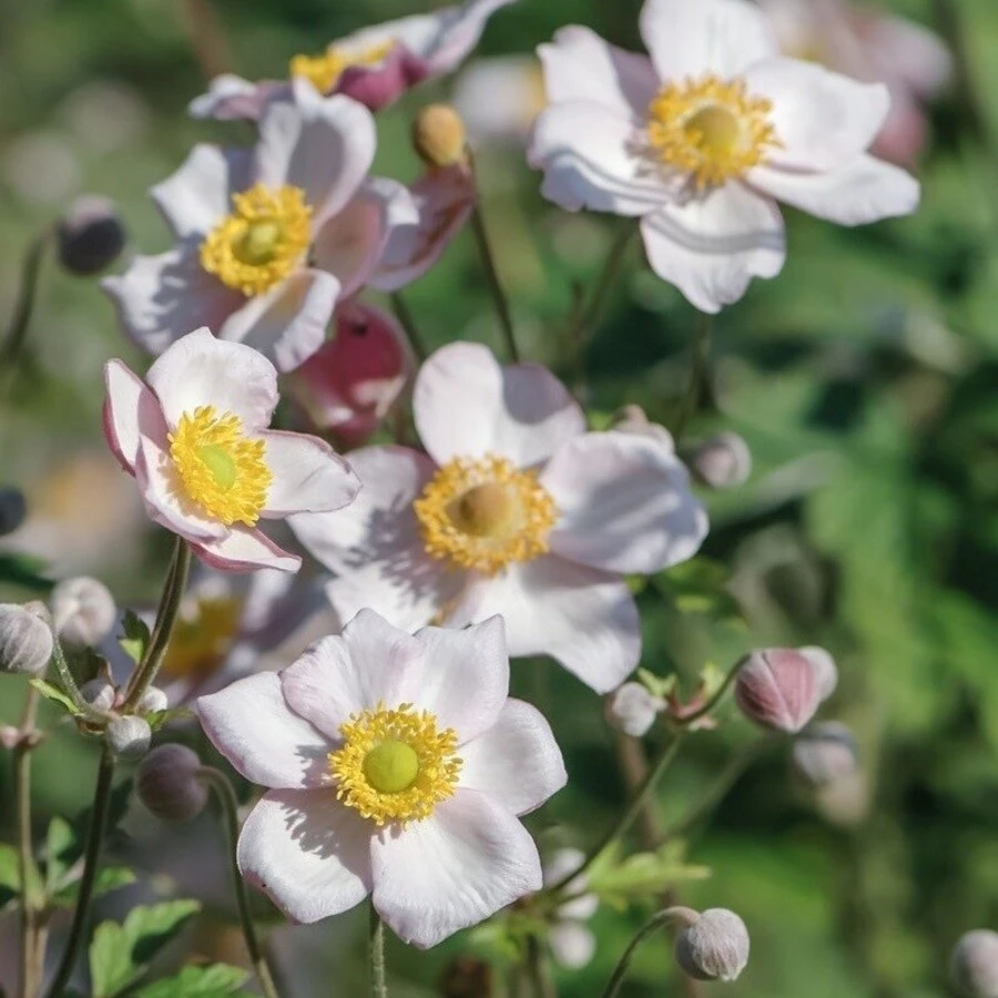 Анемона войлочная Anemone tomentosa