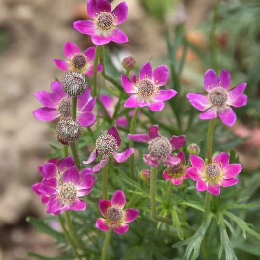 Анемона Лессера Anemone lesserii