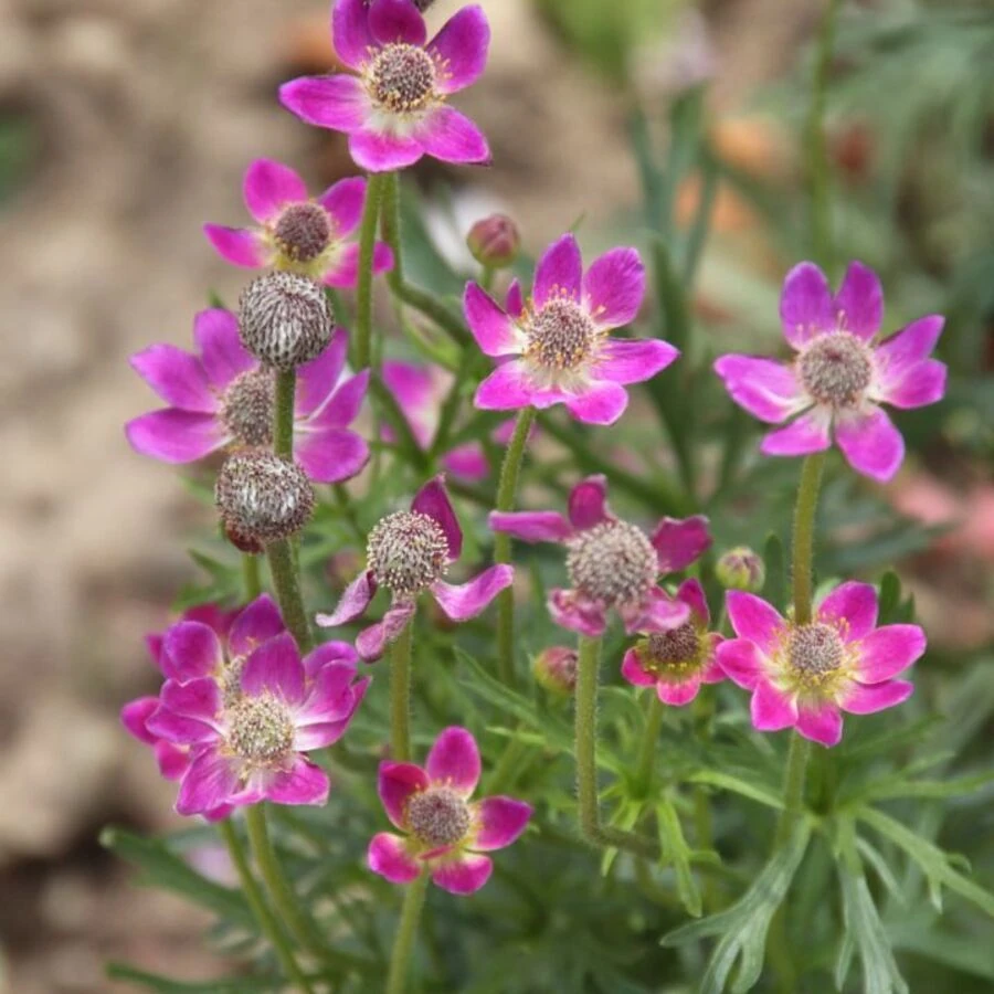 Анемона Лессера Anemone lesserii