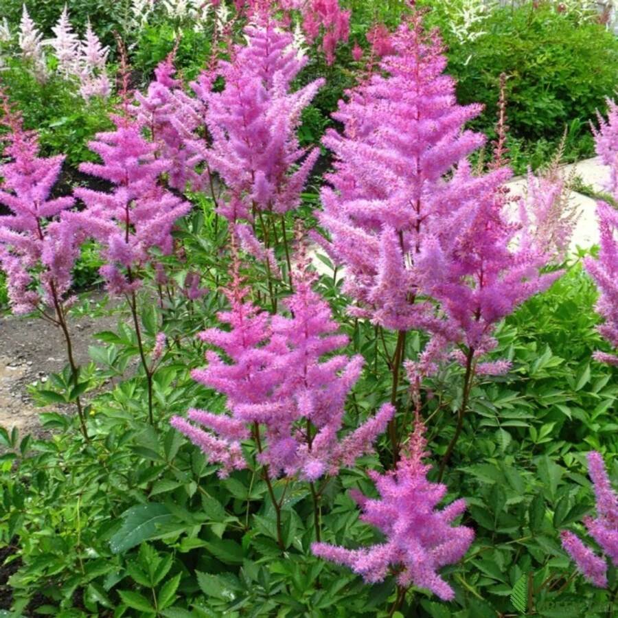 Астильба Арендса "Аметист" Astilbe x arendsii 'Amethyst'