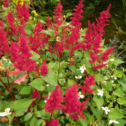Астильба Арендса "Фанал" Astilbe x arendsii "Fanal'