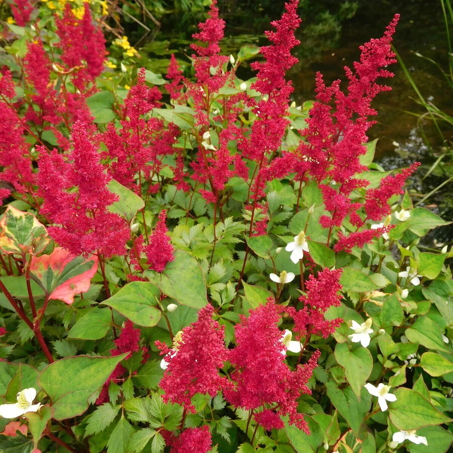 Астильба Арендса "Фанал" Astilbe x arendsii "Fanal'