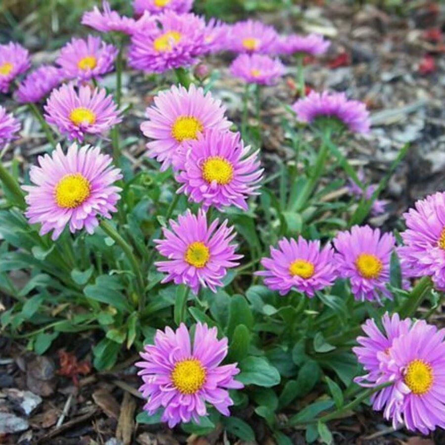 Астра альпийская голубая Aster alpinus