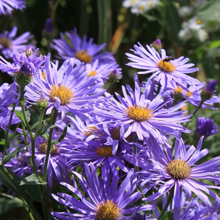 Астра Фрикарта "Мёнк" Aster x fricartii "Monch"