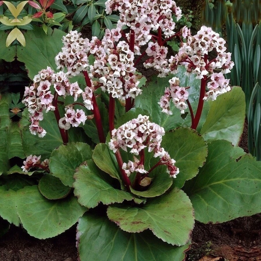 Бадан сердцелистный "Силберлайт" Bergenia cordifolia 'Silberlicht'
