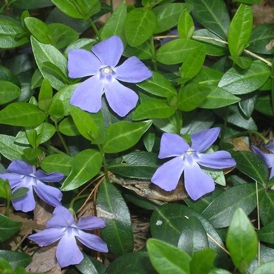 Барвинок малый Vinca minor