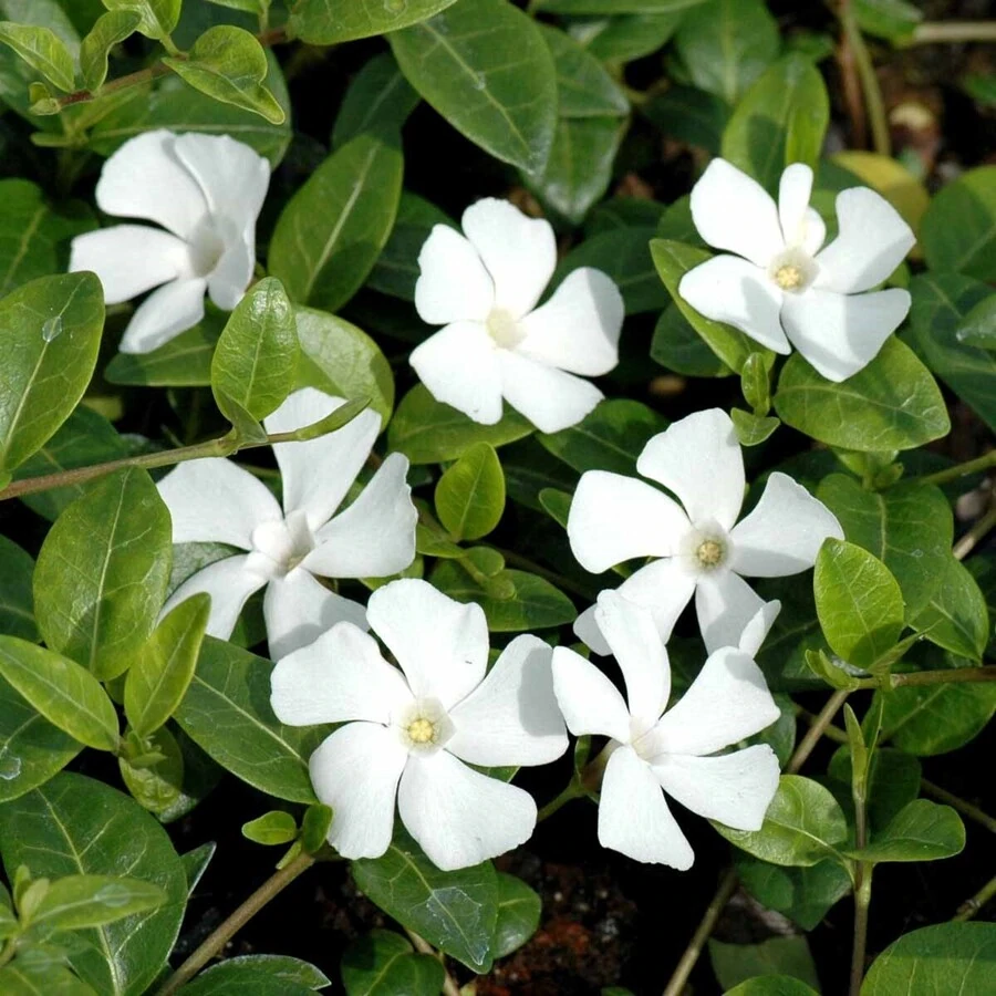 Барвинок малый "Гертруда Джекил" Vinca minor 'Gertrude Jekyll'