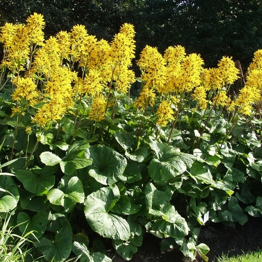 Бузульник Хессей "Грегиног Голд" Ligularia x hessei "Gregynog Gold"