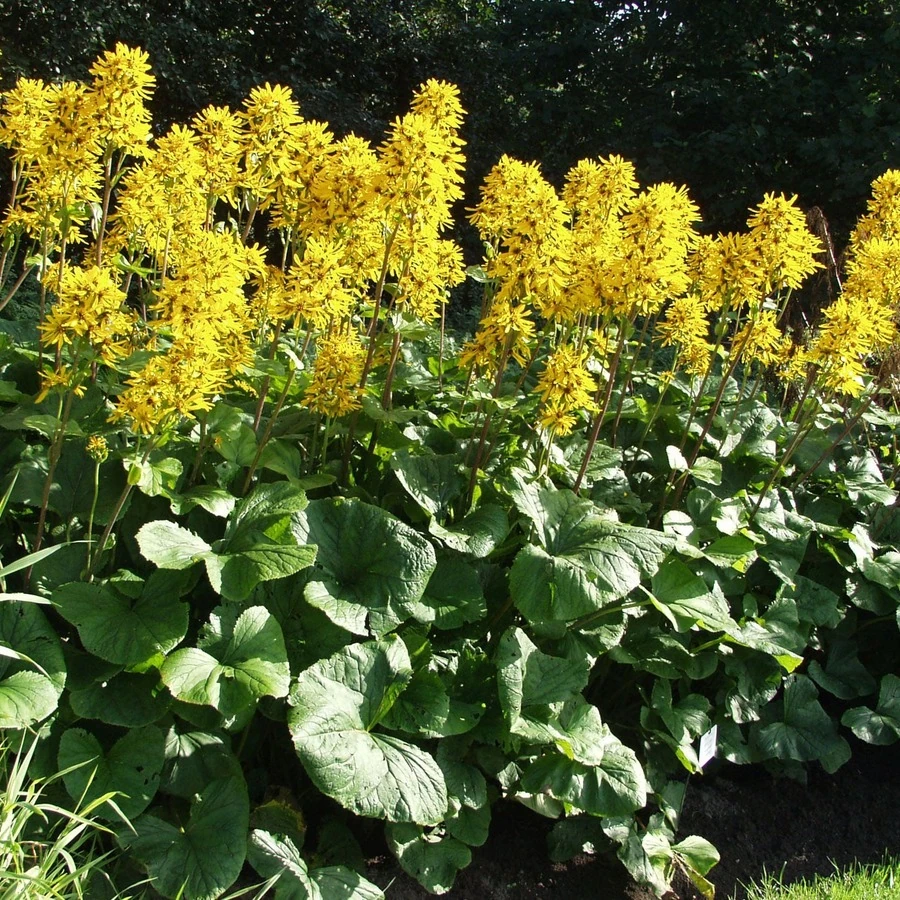 Бузульник Хессей "Грегиног Голд" Ligularia x hessei "Gregynog Gold"