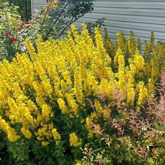 Вербейник обыкновенный Lysimachia vulgaris 