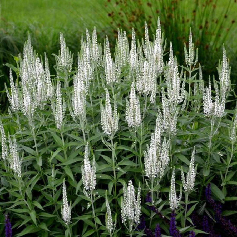 Вероника длиннолистная белая Veronica longifolia 