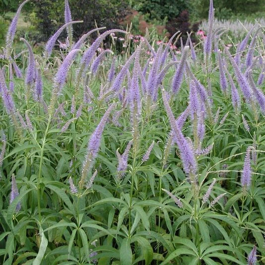 Вероникаструм виргинский Veronicastrum virginicum