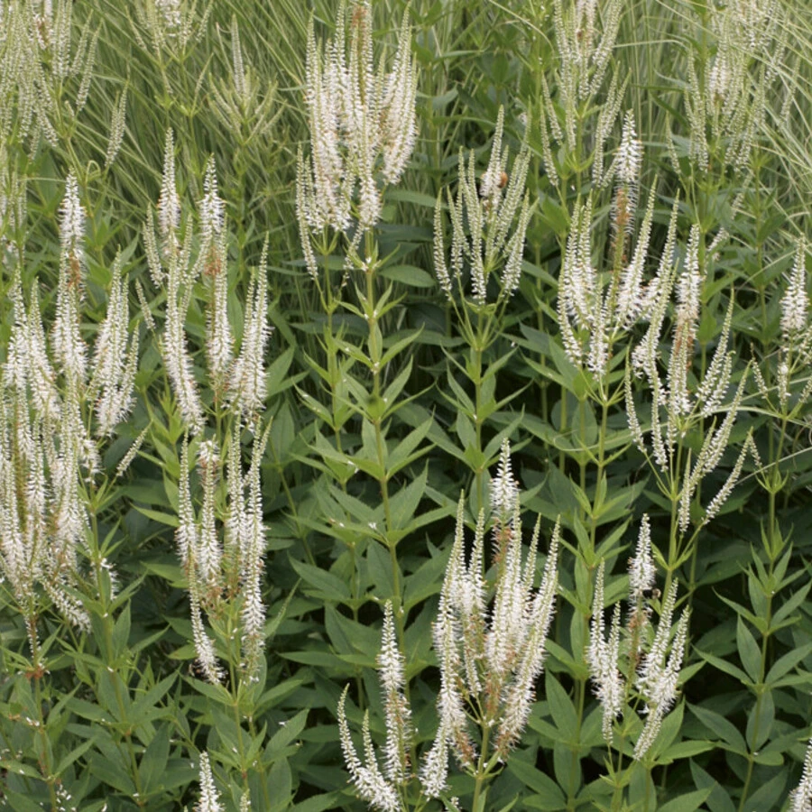 Вероникаструм виргинский белый Veronicastrum virginicum