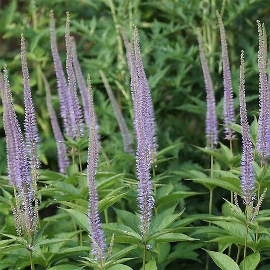 Вероникаструм сибирский Veronicastrum sibiricum