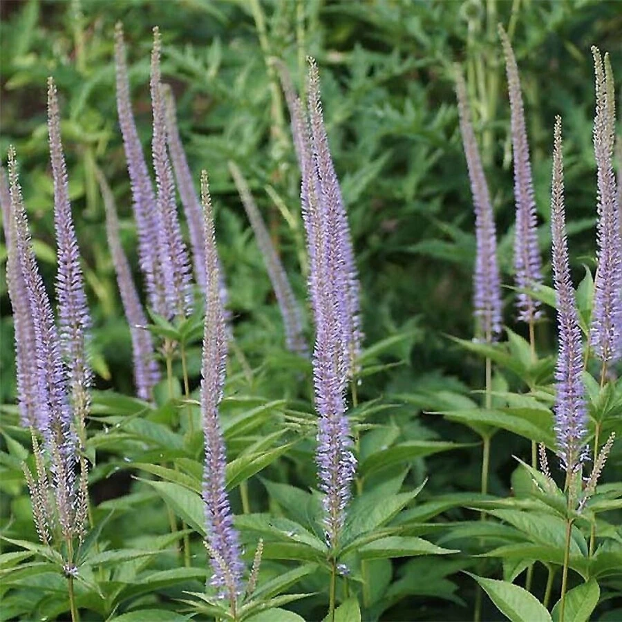 Вероникаструм сибирский Veronicastrum sibiricum