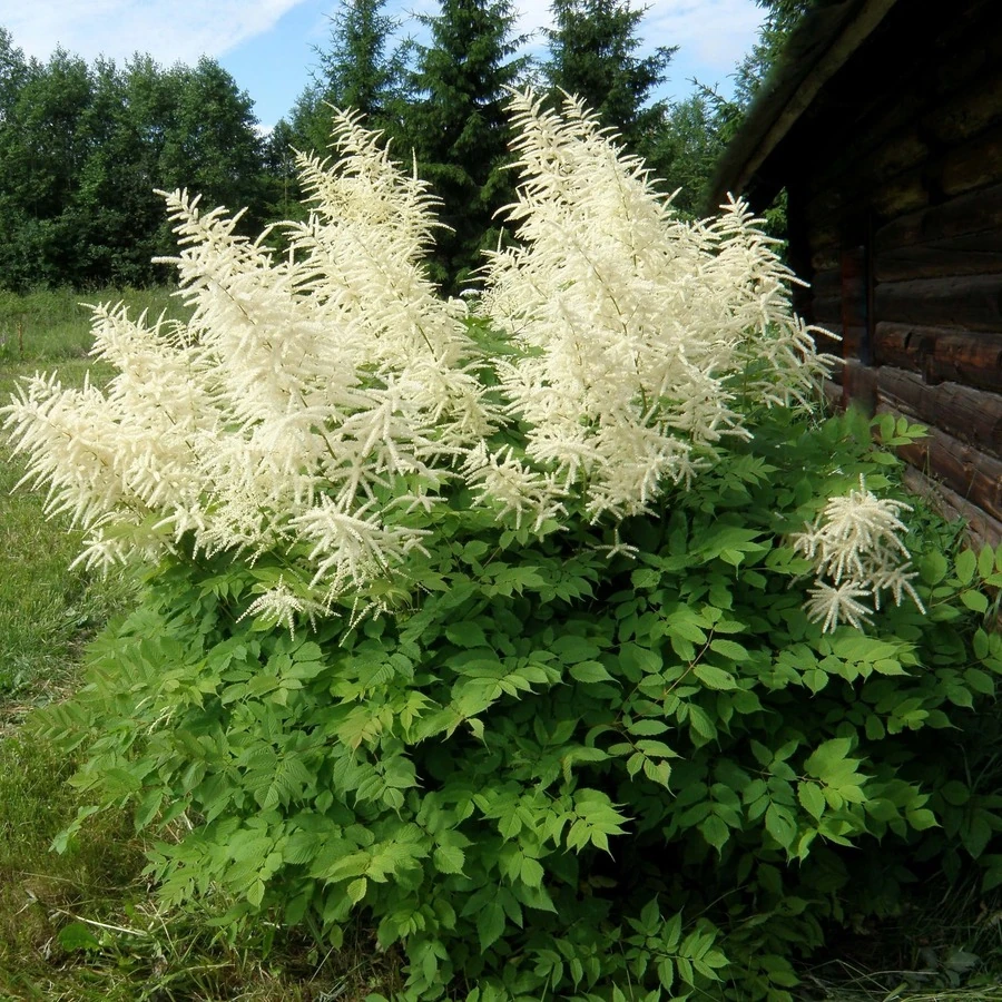 Волжанка двудомная Aruncus dioicus