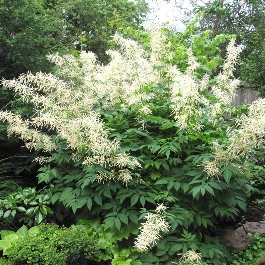 Волжанка китайская "Цвайвелтенкинд" Aruncus sinensis "Zweiweltenkind"