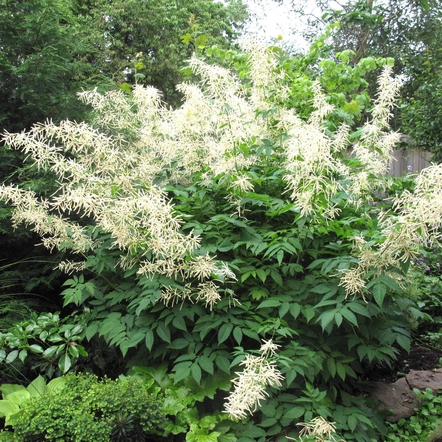 Волжанка китайская "Цвайвелтенкинд" Aruncus sinensis "Zweiweltenkind"
