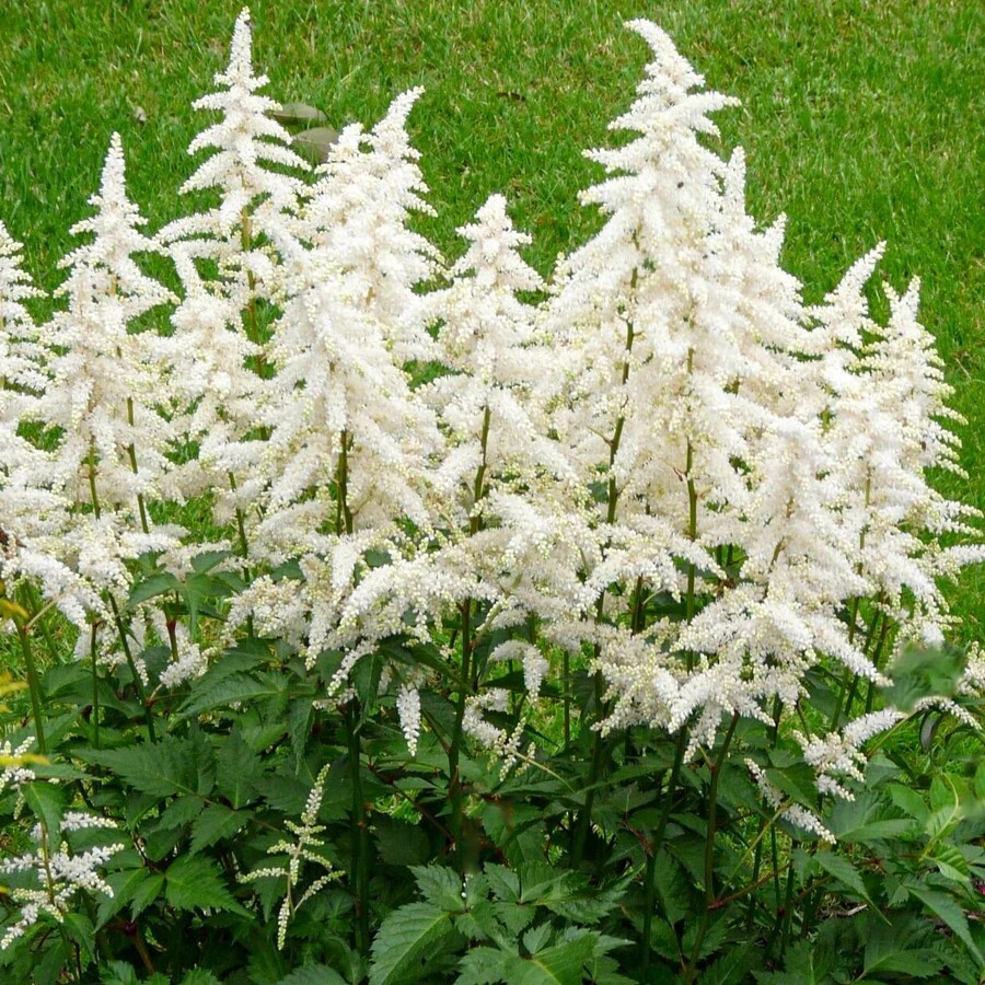 Астильба Арендса "Браутшлеер" Astilbe x arendsii 'Brautschleier'
