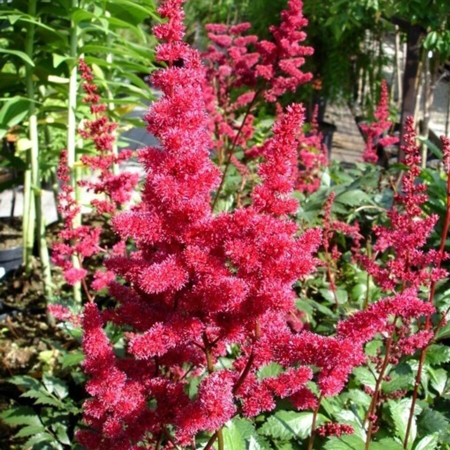 Астильба Арендса "Бургунд Ред" Astilbe Arendsii 'Burgundy Red'
